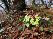 52 Primula vulgaris (Primula comune) con Dens Canis (Dente di cane)
